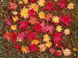 Herbstlaub