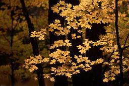 Herbstlicher Wald